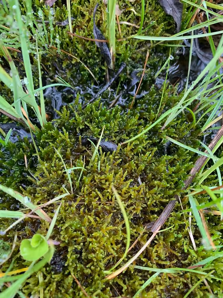 Lindberg's Plait-moss, photo 3 of 5