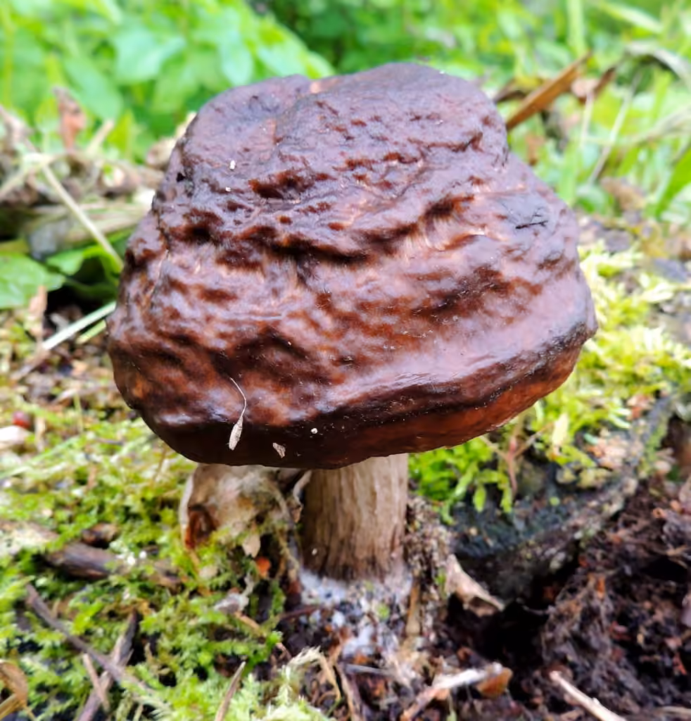 Pluteus rangifer, photo 3 sur 5