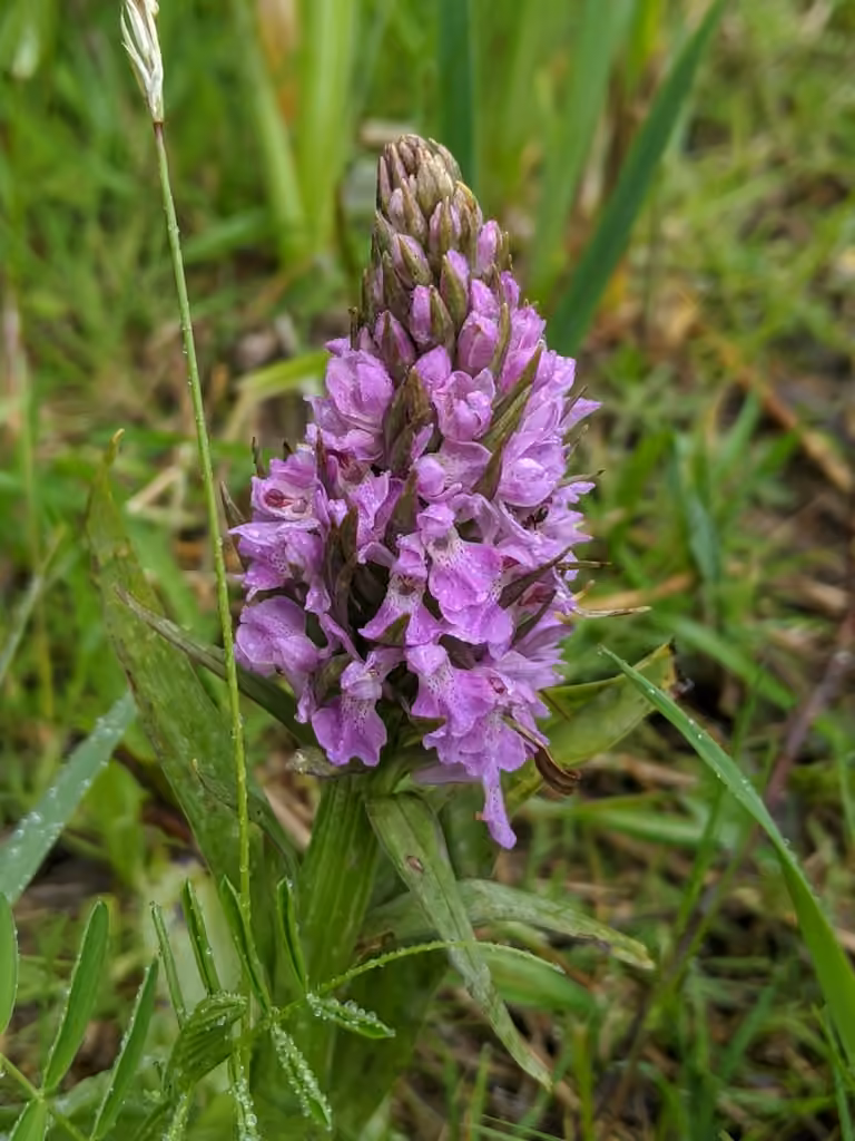 Southern Marsh-orchid, photo 1 of 5
