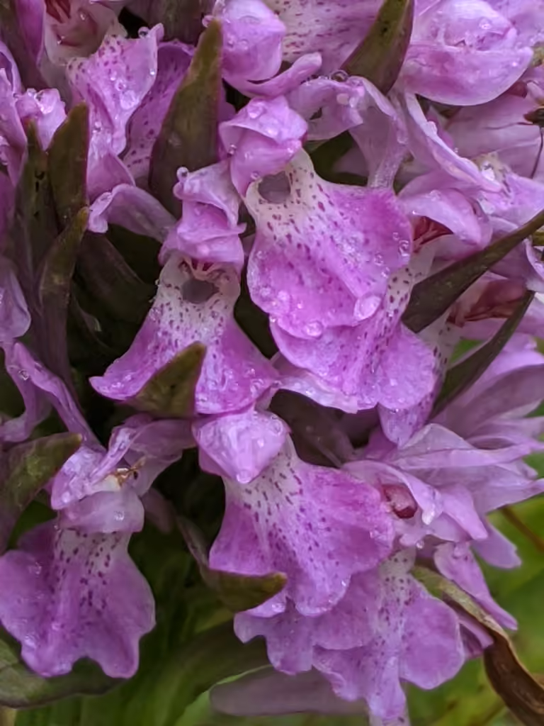 Southern Marsh-orchid, photo 3 of 5