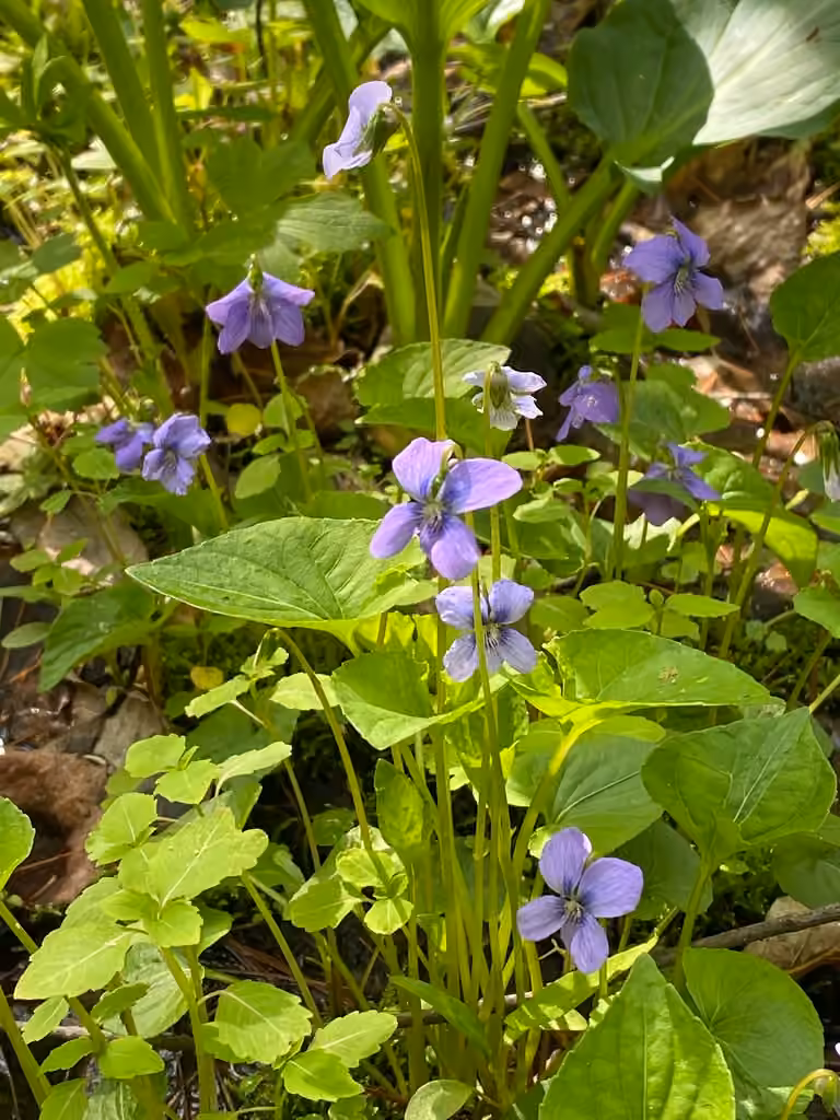 Violette cucullée