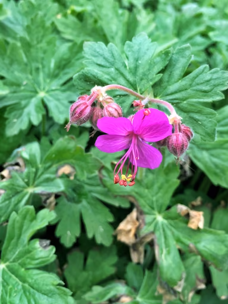 Geranium a gros rhizome, En boutons