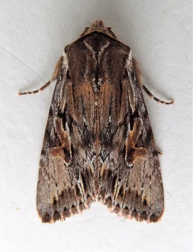 Bicolored Woodgrain Moth, photo 3 sur 5