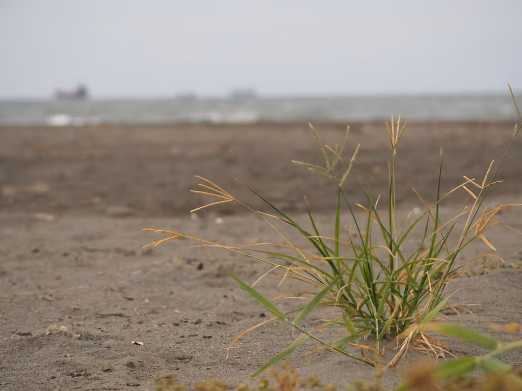 Crabgrass, photo 3 of 5