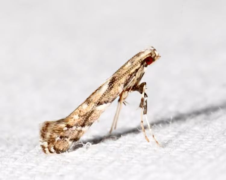 Aster Tentiform Blotchminer, Adult