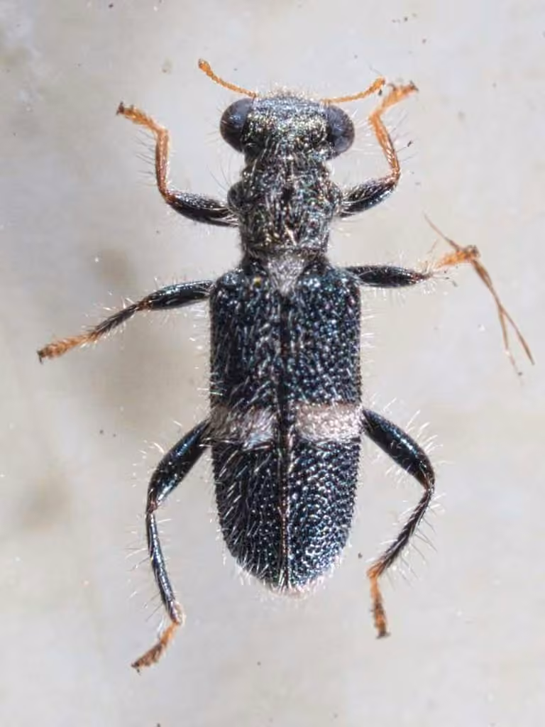 One-banded checkered beetle, photo 3 of 5