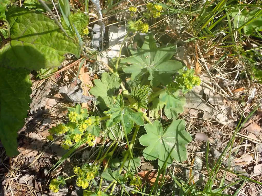 Hairy lady's mantle, In flower