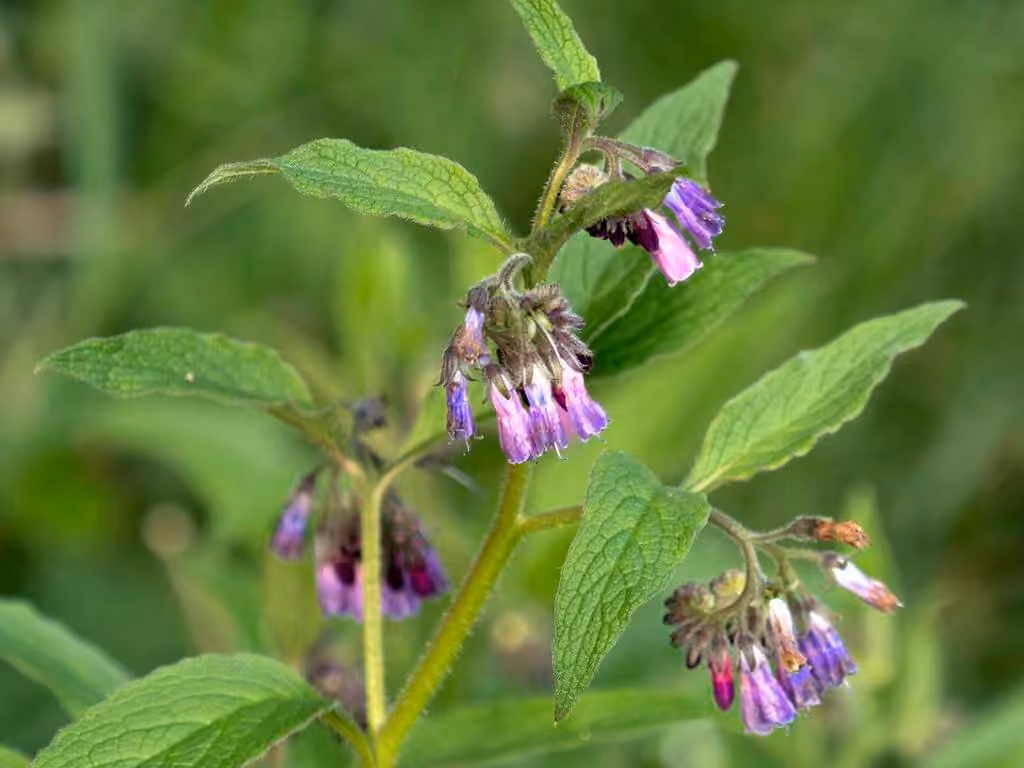 Consoude officinale