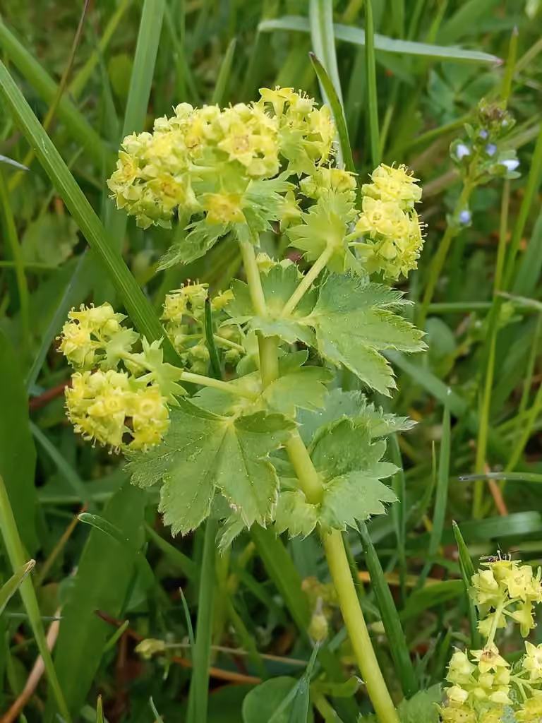 Alchémille subcrénelée, En fleurs