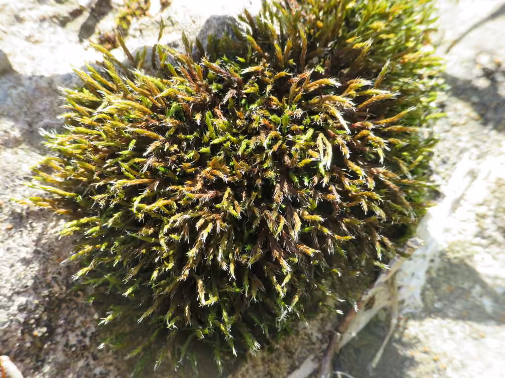 Sessile Grimmia, photo 2 of 5