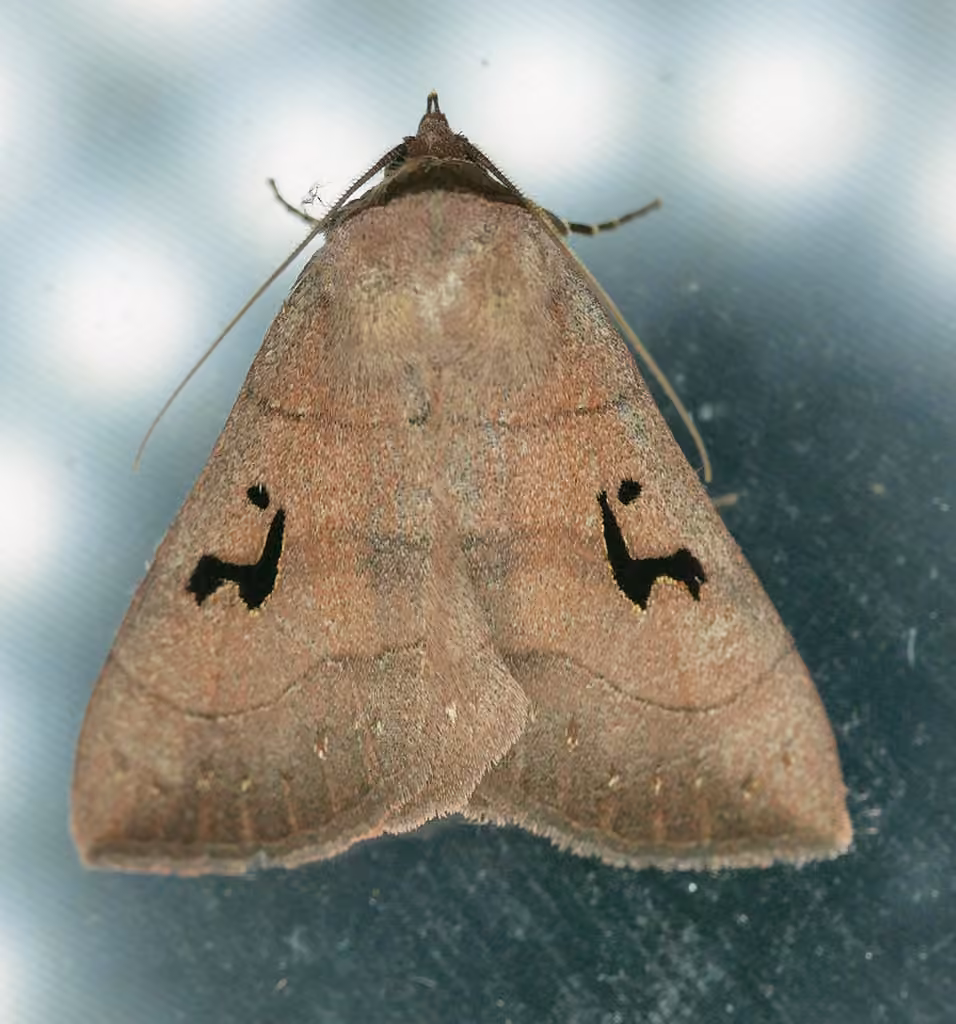 Brown Panopoda Moth, photo 3 sur 5