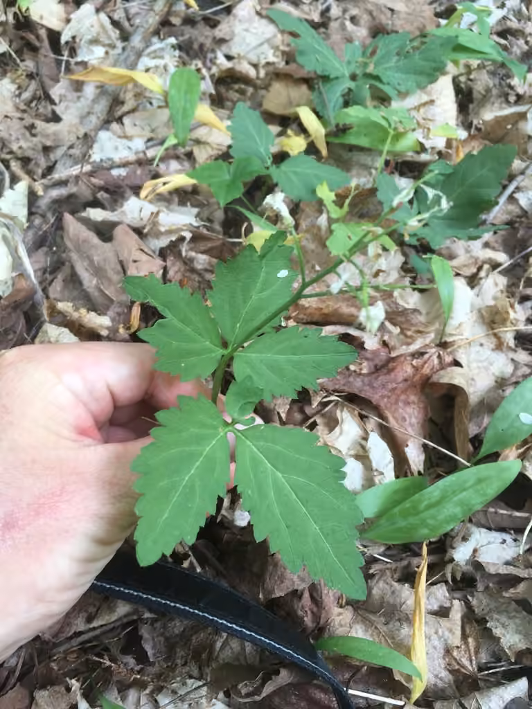 Crinkleroot, In fruit