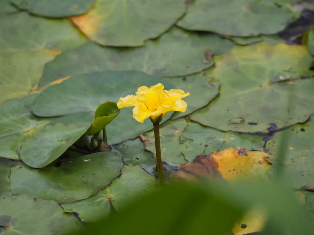 Faux-nymphéa pelté, En fleurs