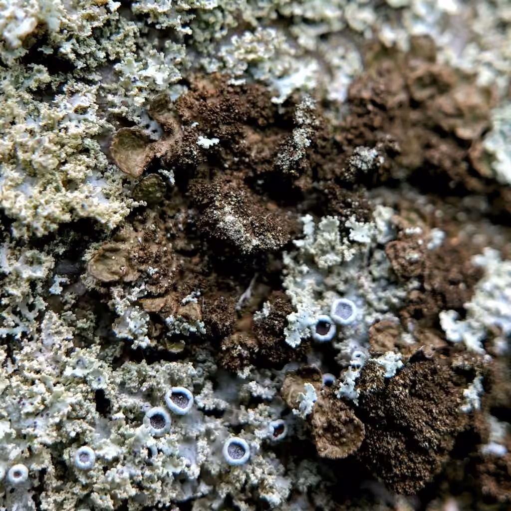 Abraded Camouflage Lichen, photo 2 of 5