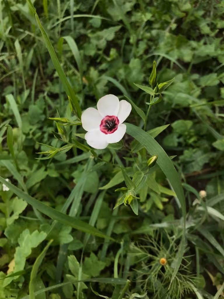 Lin à grandes fleurs
