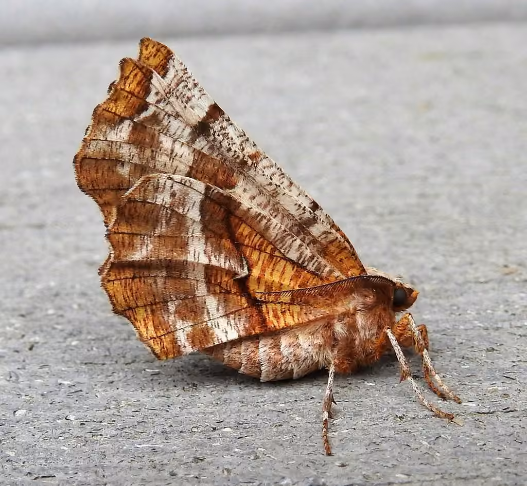Kent's Geometer Moth, Adulte