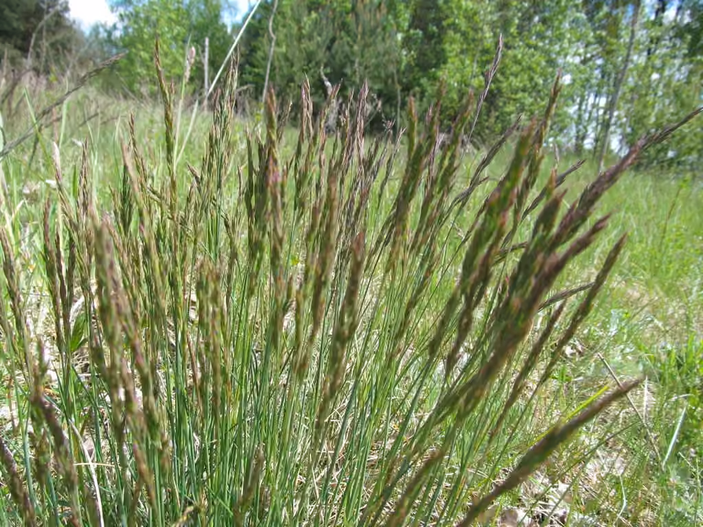 Hard fescue, photo 2 of 5