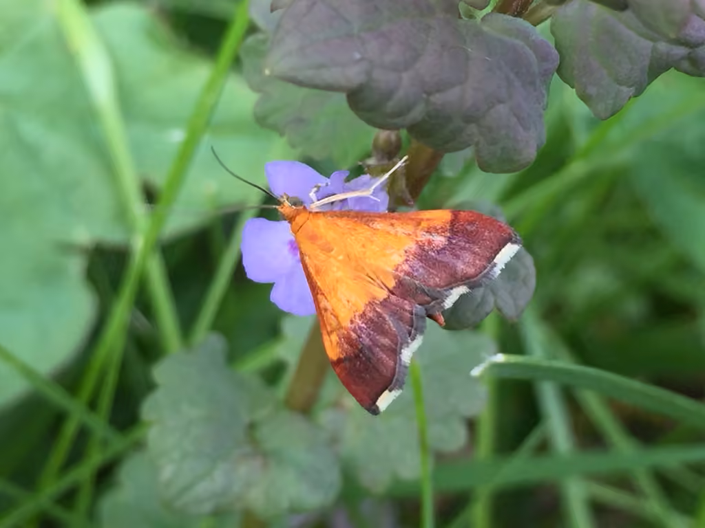 Bicolored Pyrausta Moth, Adult
