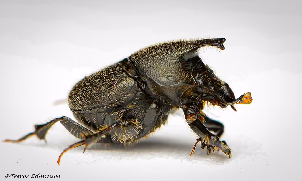 Scooped Scarab