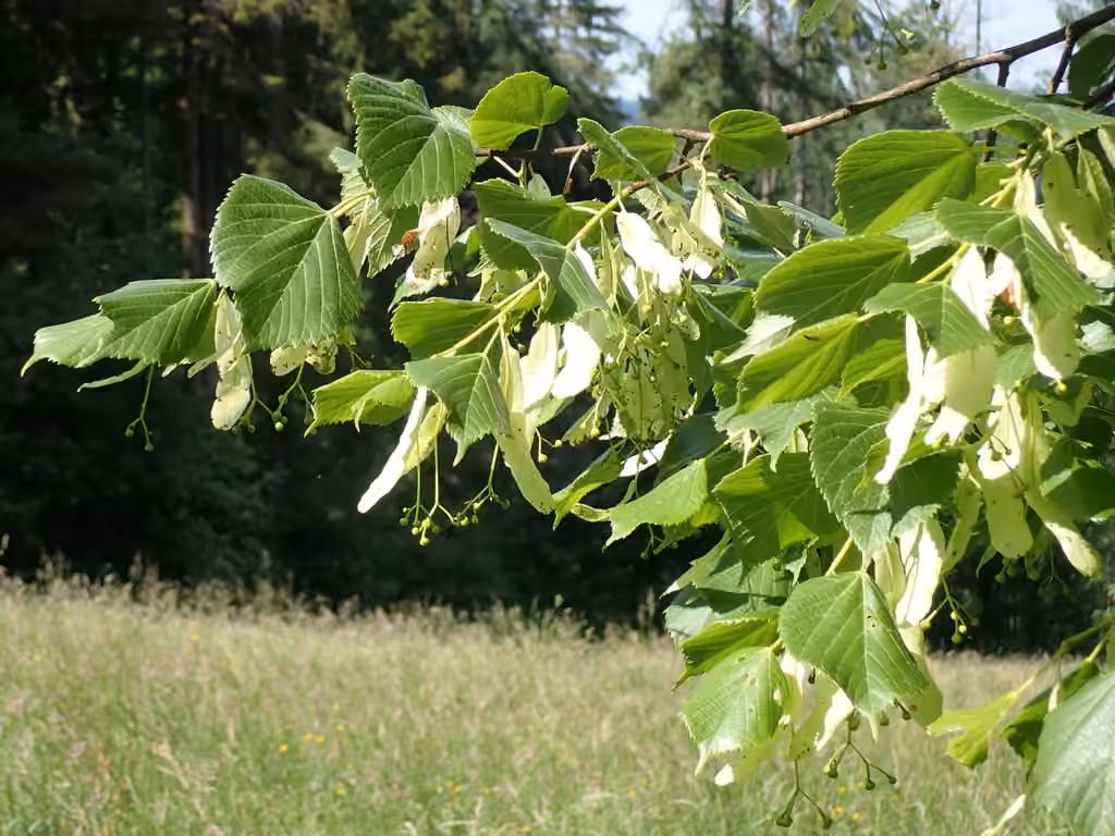 Tilleul à grandes feuilles, En fruits