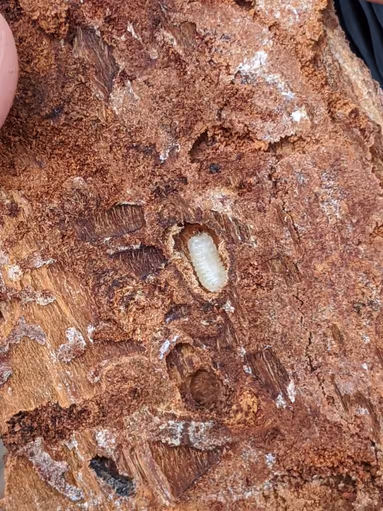 Spruce Bark Beetle, Larva