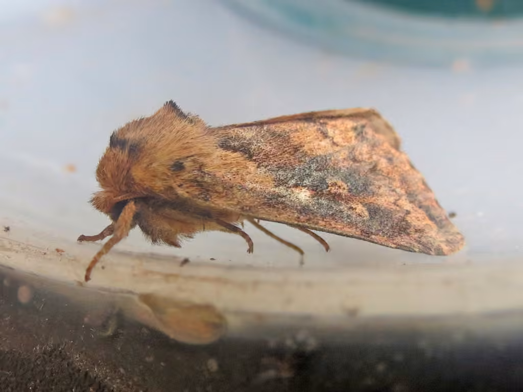 Black-tailed Diver Moth, photo 2 of 5