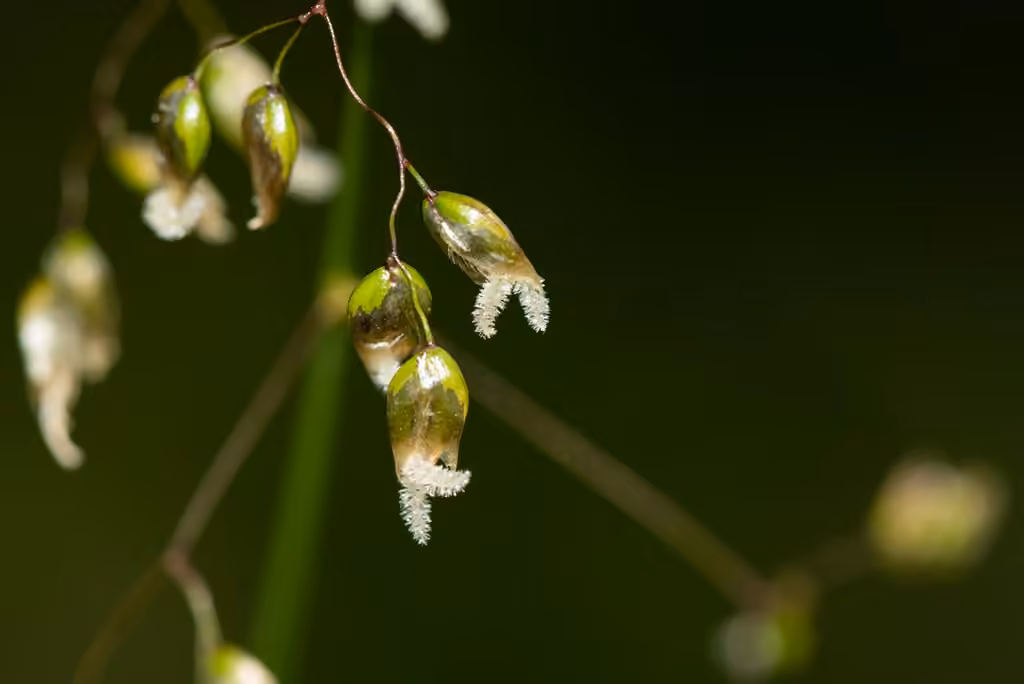 Sweet grass, In flower