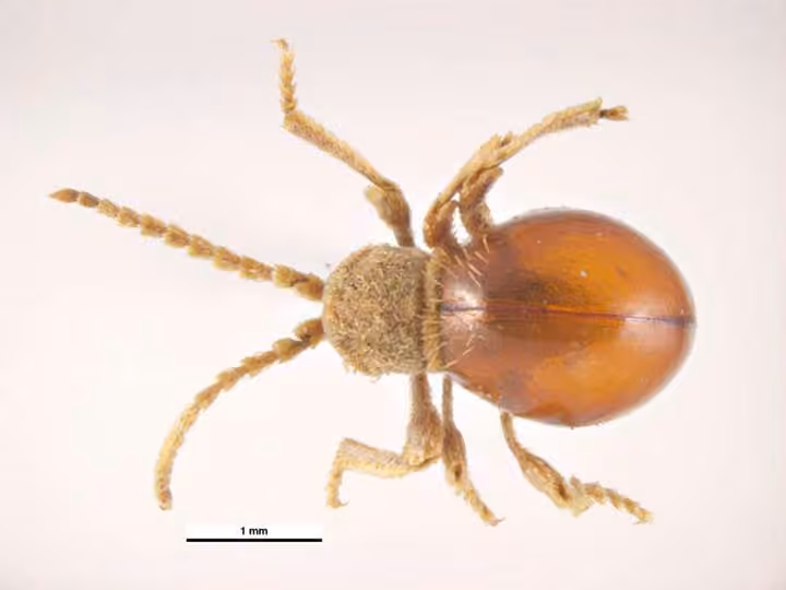 Shiny Spider Beetle, photo 2 of 5