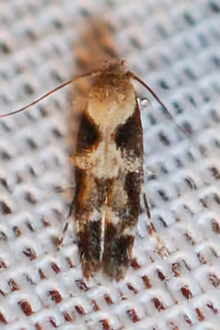 Mompha unifasciella, photo 3 sur 5
