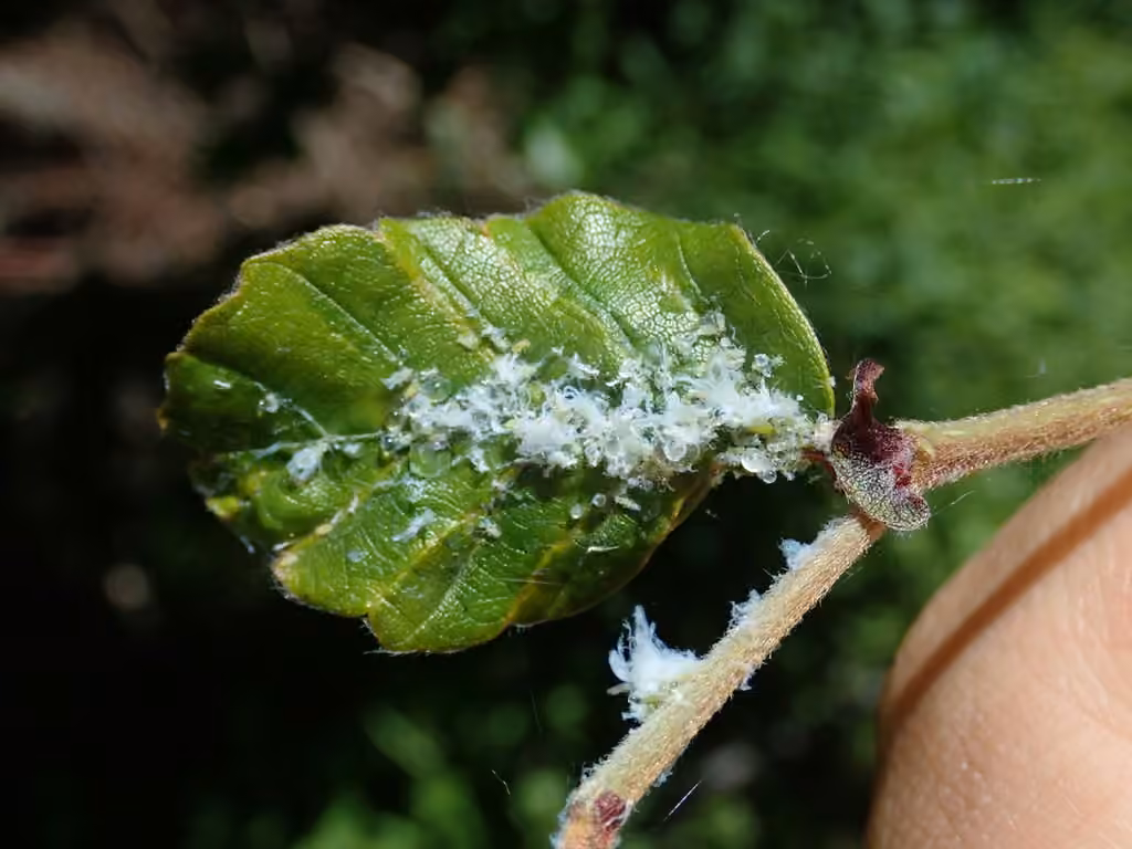Woolly Beech Aphid, photo 2 of 5