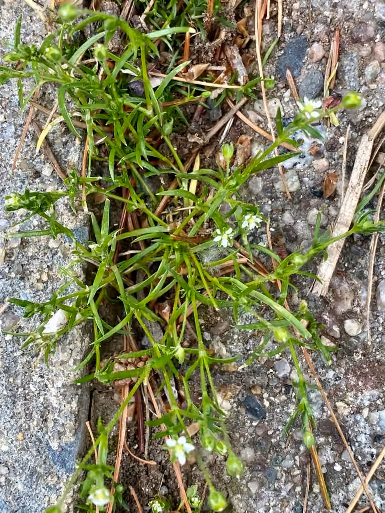 Procumbent pearlwort, In flower