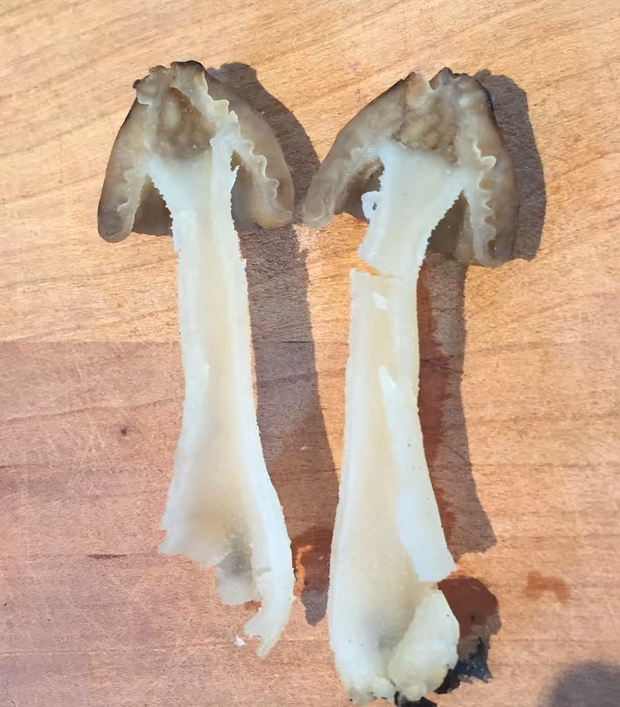 Half-free Morel, photo 3 of 5