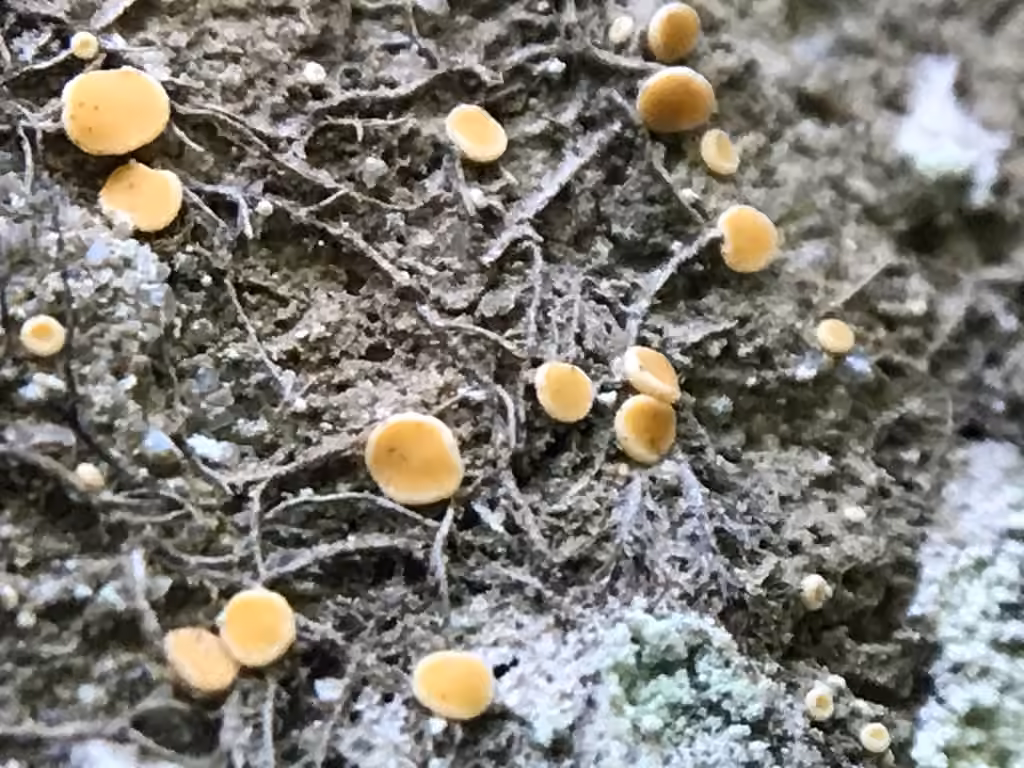 Coenogone jaune orange, photo 1 sur 5