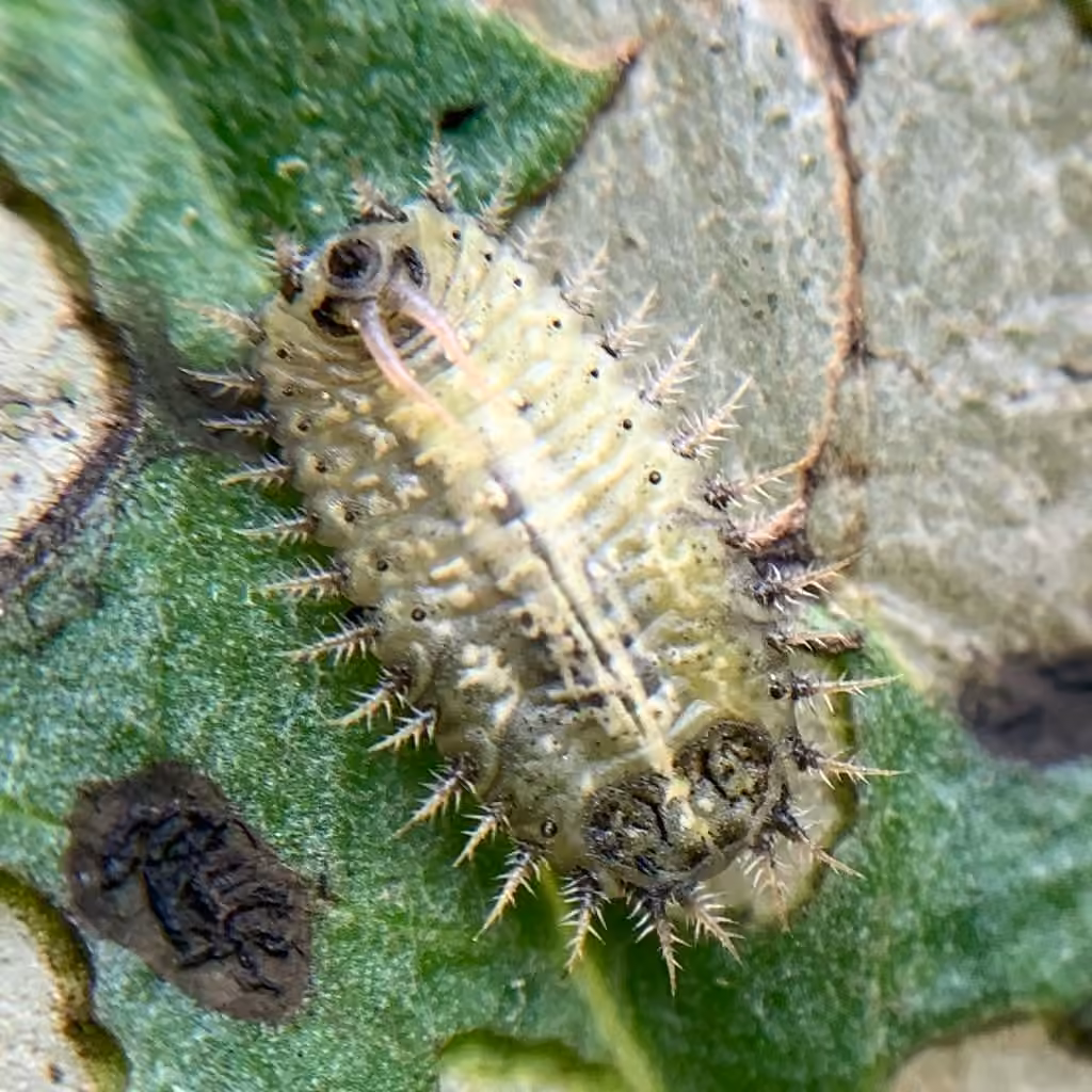 Casside de la bardane, Larve