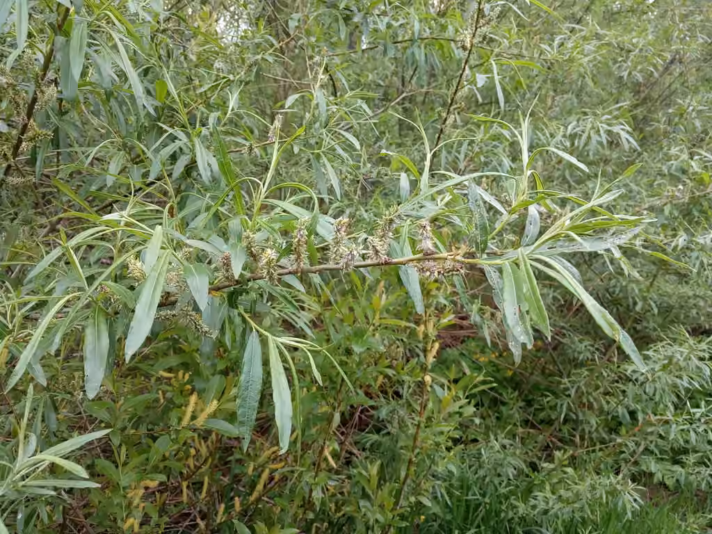 Saule des vanniers, En fruits