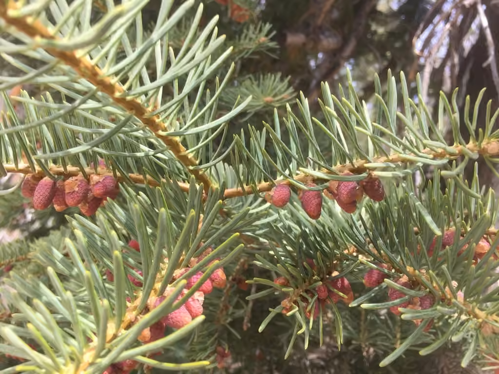 Sapin du Colorado, photo 3 sur 5