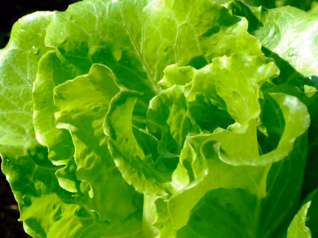 Laitue cultivée