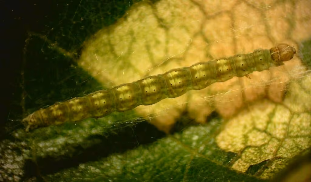 Birch Ermel, Caterpillar