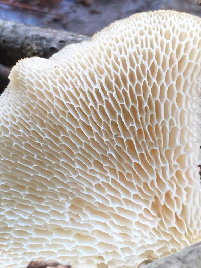 Neofavolus americanus, photo 2 of 5