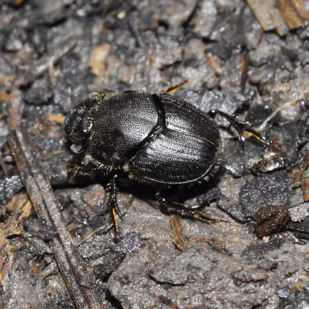 Scooped Scarab, Female