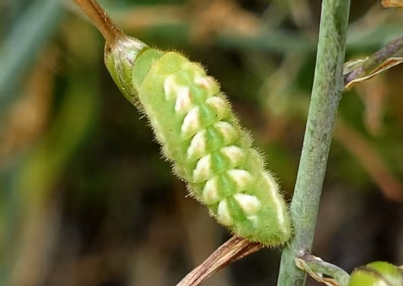 Lutin brun, Chenille