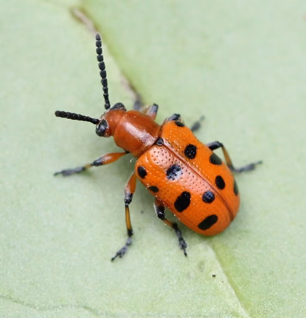 Spotted Asparagus Beetle, photo 1 of 5