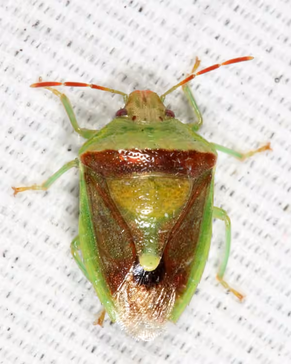 Pentatome rouge et vert, photo 3 sur 5