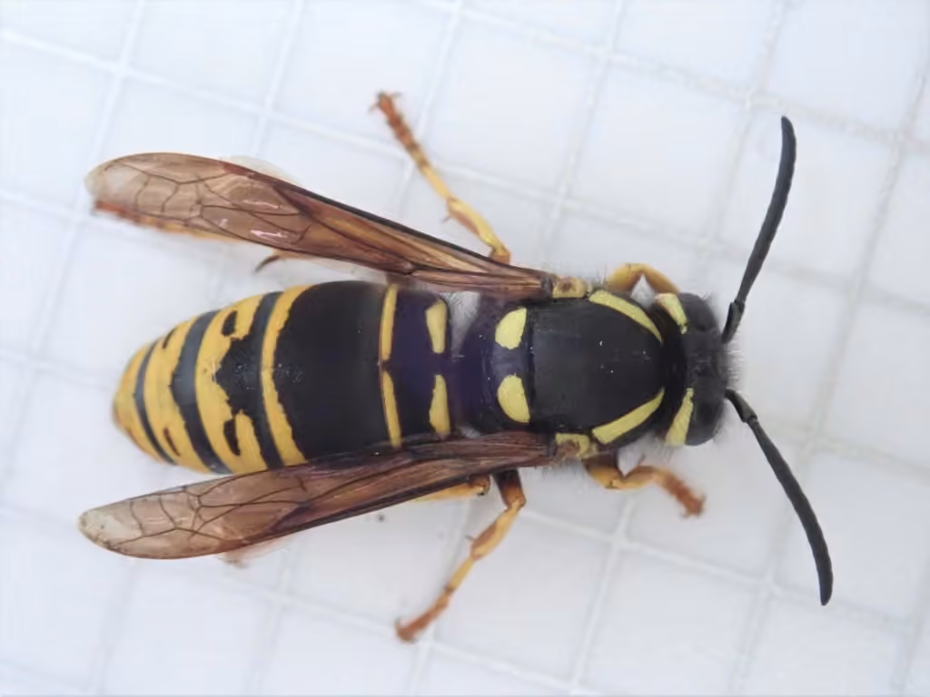 Widow Yellowjacket, photo 1 of 5