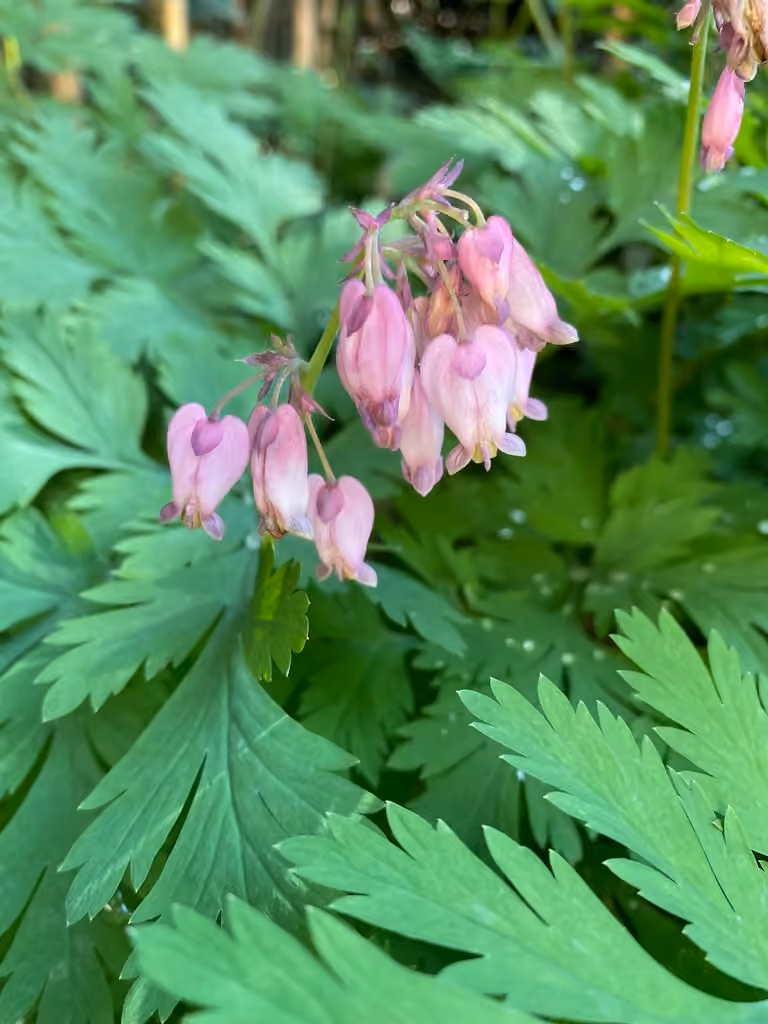 Dicentre à belles fleurs