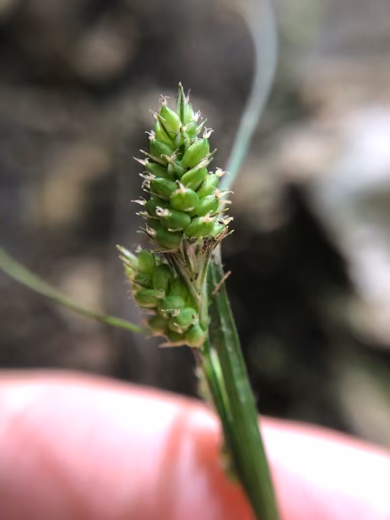 Carex hirsute, En fleurs
