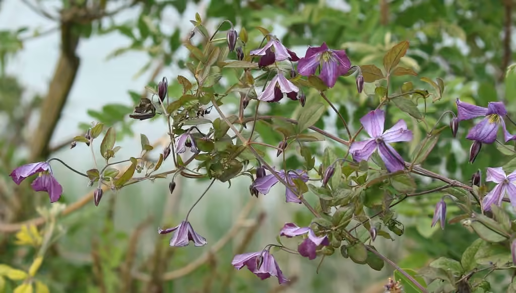 Italian leather flower, In flower