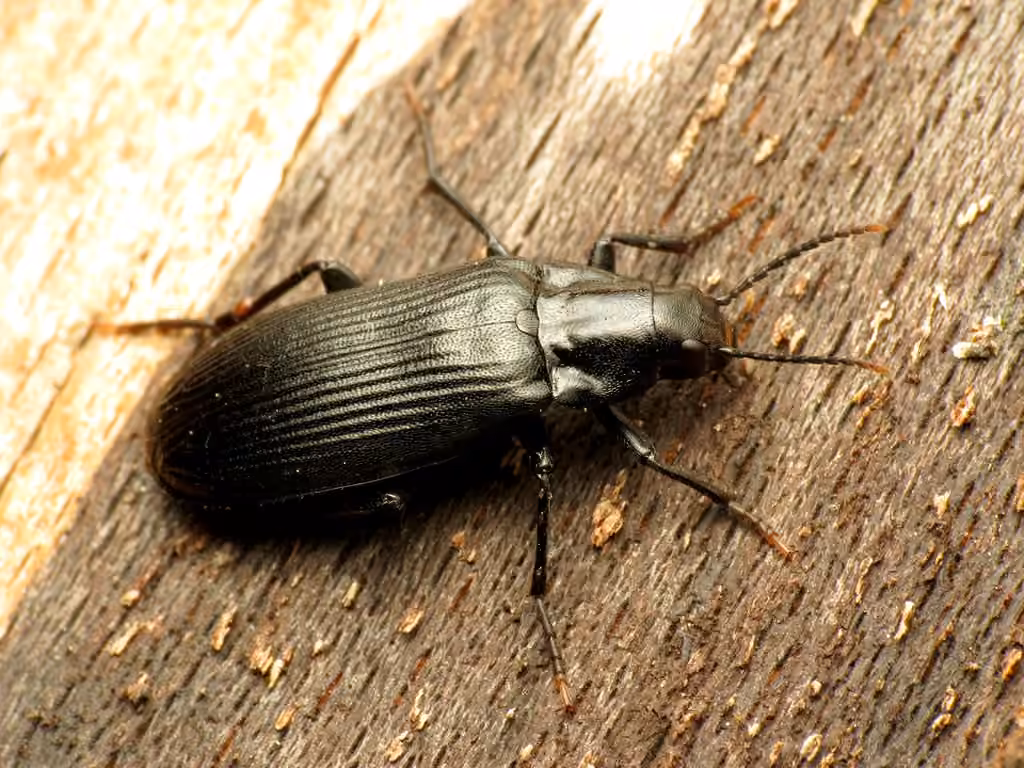 Mélandrye striée