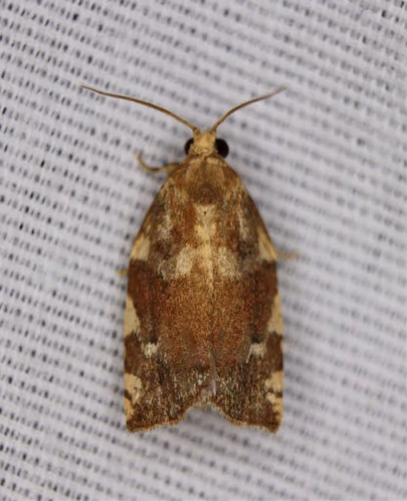 Oak Leafroller Moth, Adult