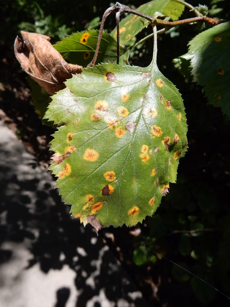 Cedar-Hawthorn Rust